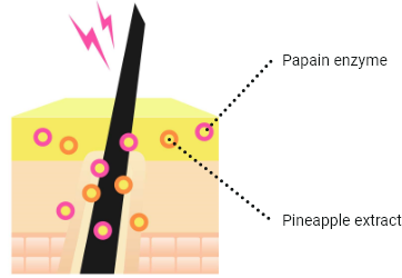 パイナップルエキスパパインの働き