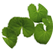 Centella asiatica extract