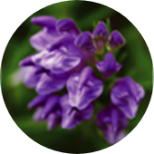 Scutellaria extract