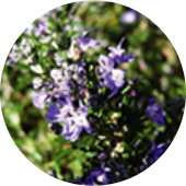 Rosemary leaf extract