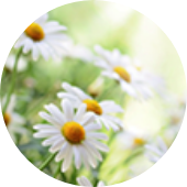 Chamomilla recutita flower extract