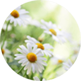 Chamomilla recutita flower extract