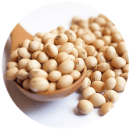 Soybean extract