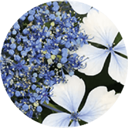 HYDRANGEA SERRATA LEAF