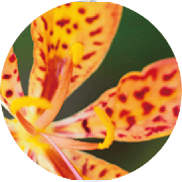 Belamcanda Chinensis Root