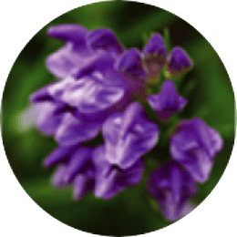 Scutellaria extract