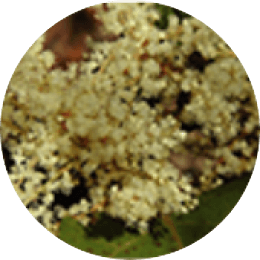Polygonum cuspidatum extract