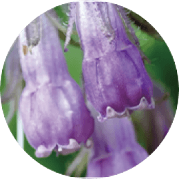 Comfrey extract