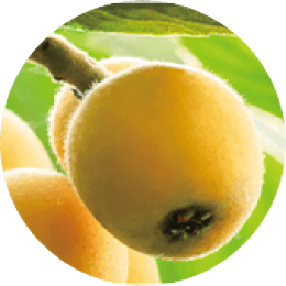 Eriobotrya Japonica leaf extract