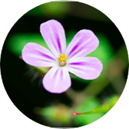 Geranium robertianum