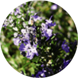Rosemary leaf extract