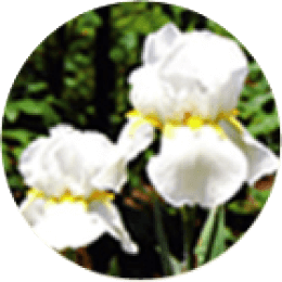 Iris extract
