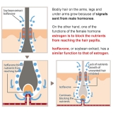 Premium Hair Inhibitor Lotion - highly concentrated, reduces hair growth, use daily, made in Japan, face, body, bikini, natural ingredients, 100 mL